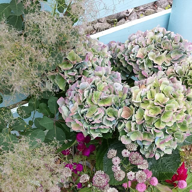 joiedevivreさんの実例写真