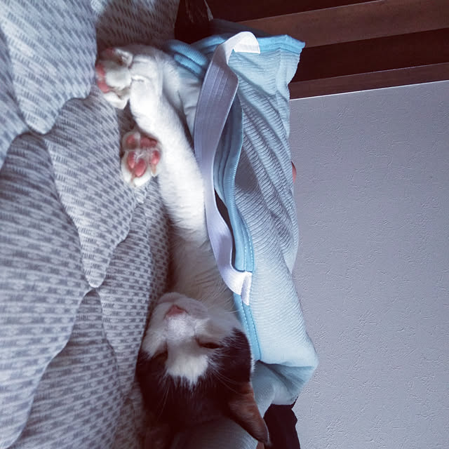 futukoさんの実例写真