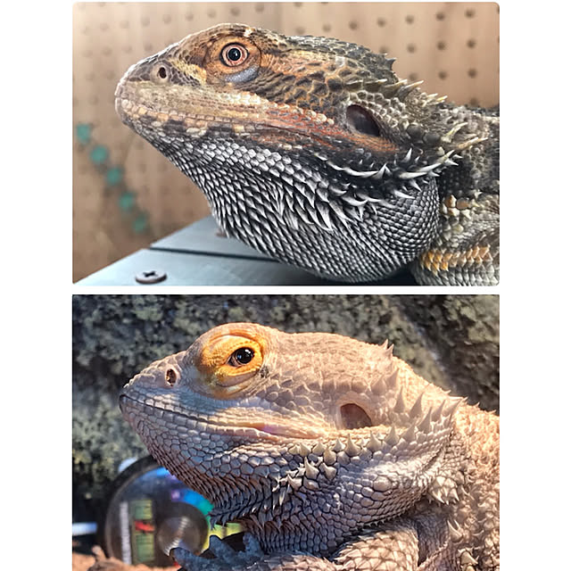 japitonさんの実例写真