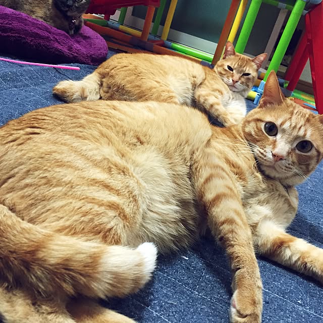 jdannabcさんの実例写真