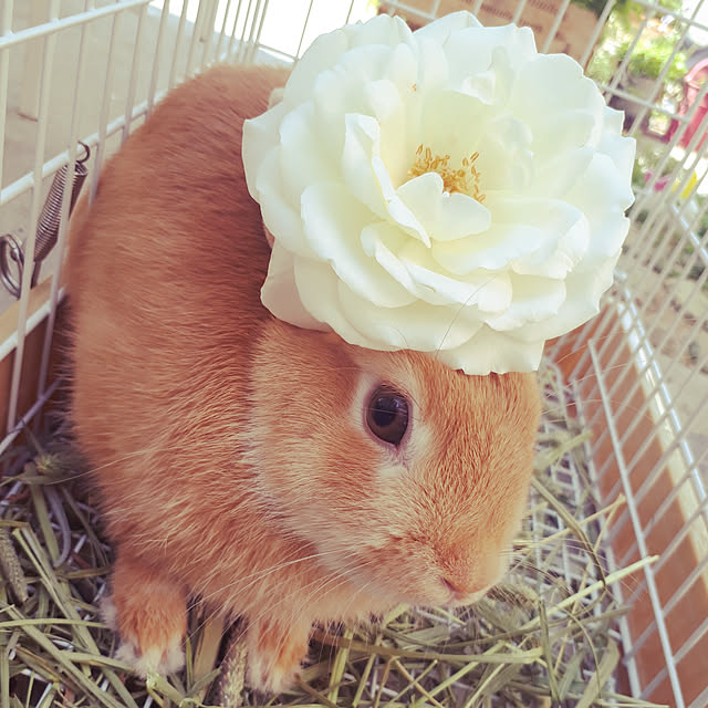 aiさんの実例写真