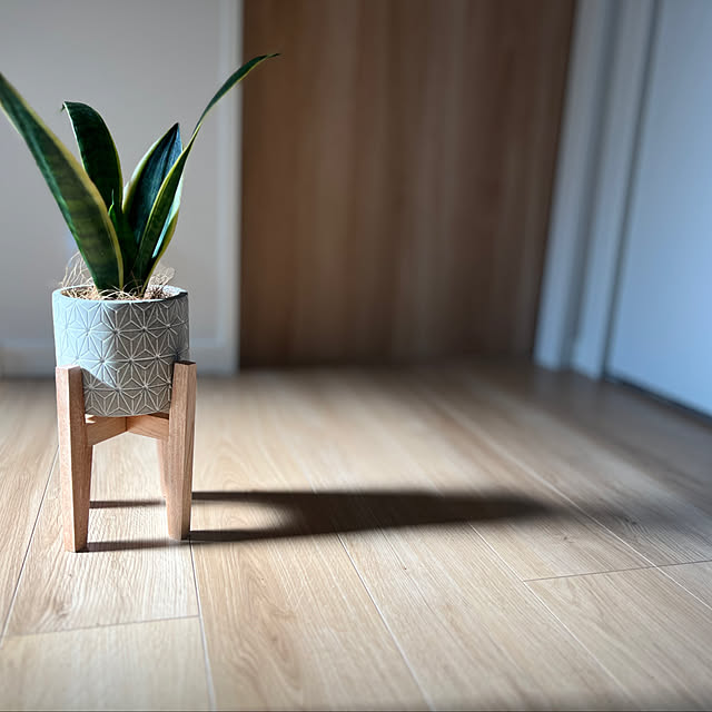 壁/天井/思わずパチリ/廊下/サンスベリア/観葉植物...などのインテリア実例 - 2024-04-25 14:32:02