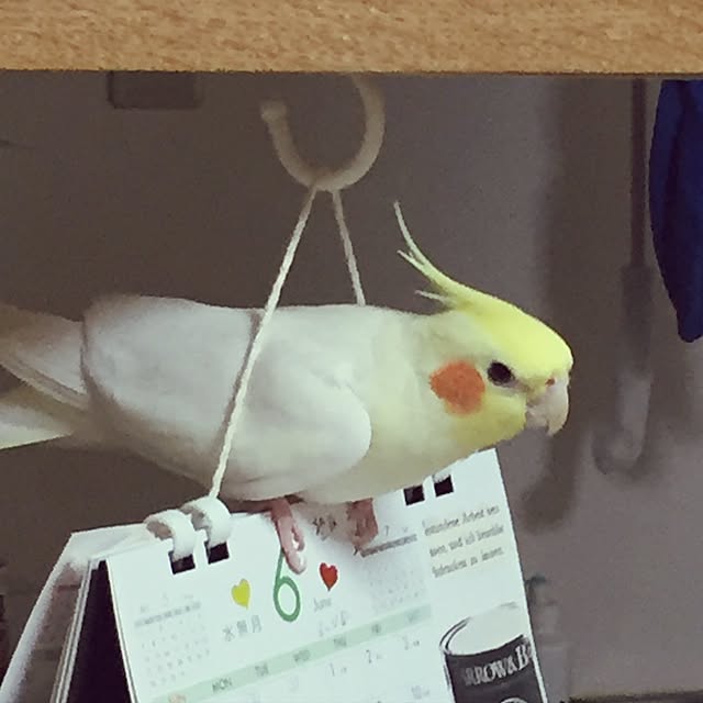 toratanさんの実例写真