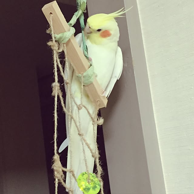 toratanさんの実例写真