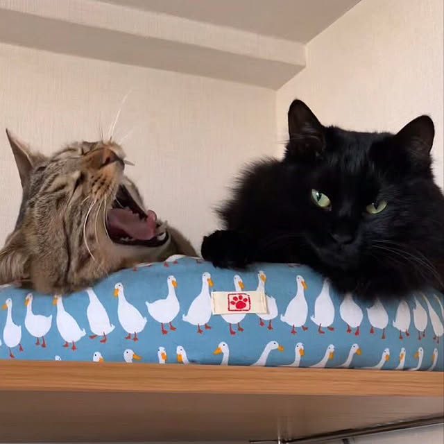 Chiekoさんの実例写真