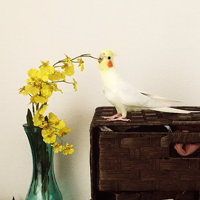 toratanさんの実例写真