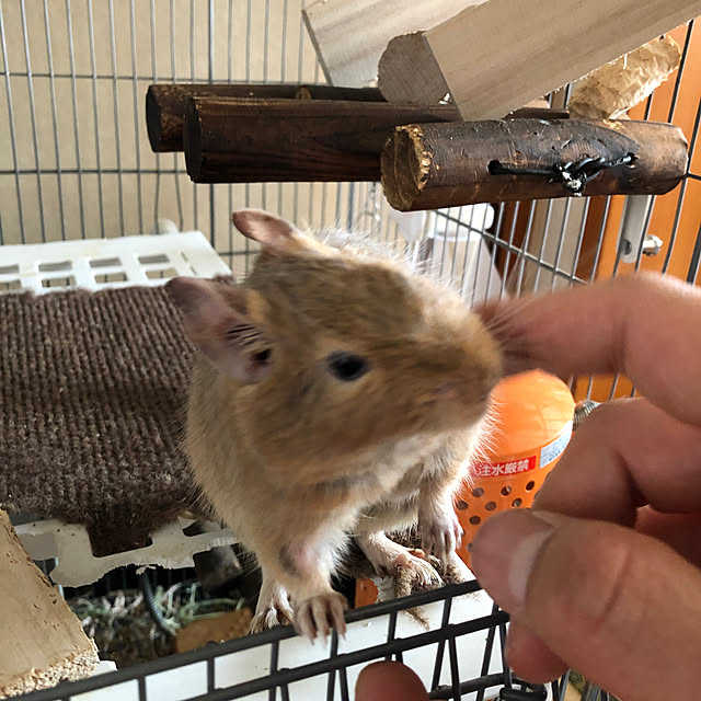 Sumikoさんの実例写真