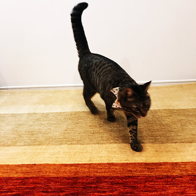 yococo_kurashiさんの実例写真