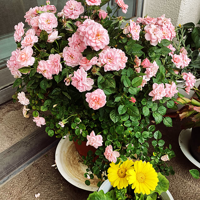 yuko.sgt0726さんの実例写真