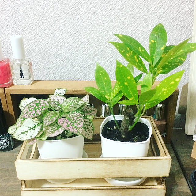 ayumiさんの実例写真