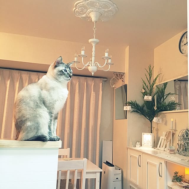 noelさんの実例写真
