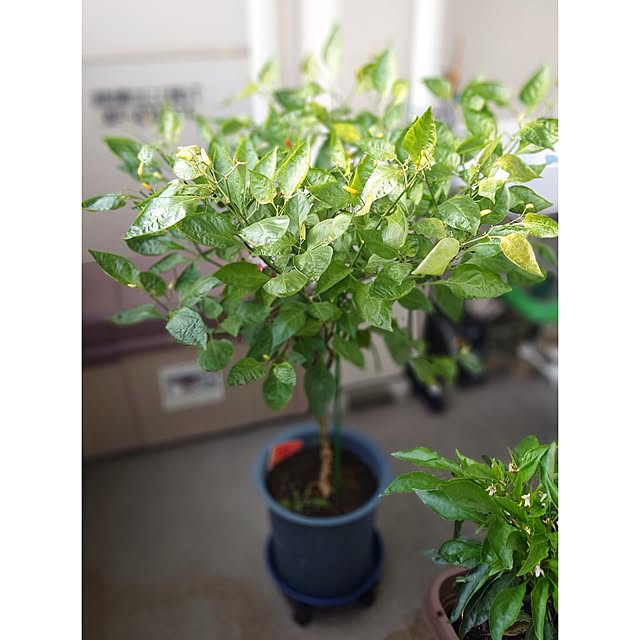 ToReTaRiさんの実例写真