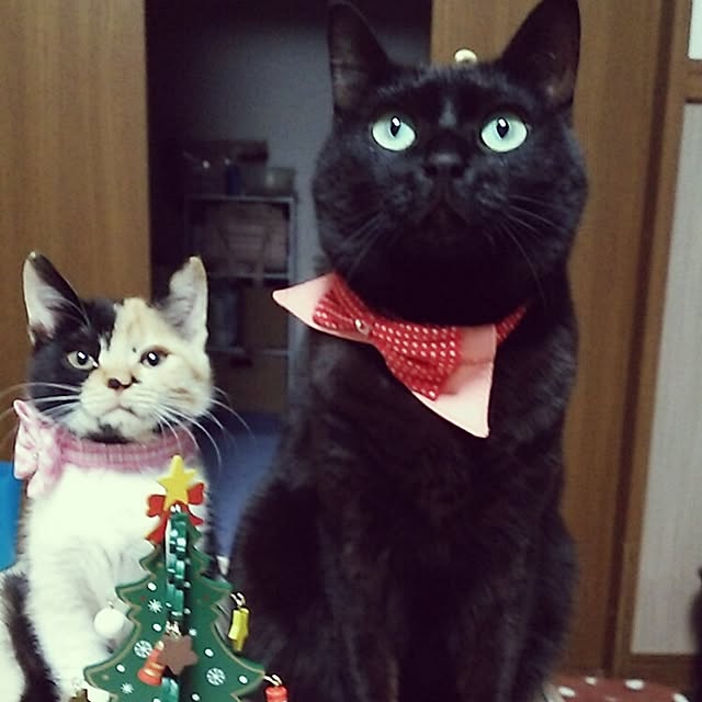 kuuaさんの実例写真