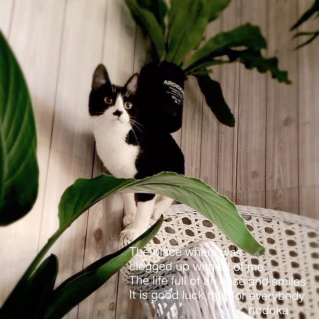 nodokaさんの実例写真