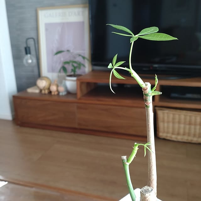 tan5さんの実例写真