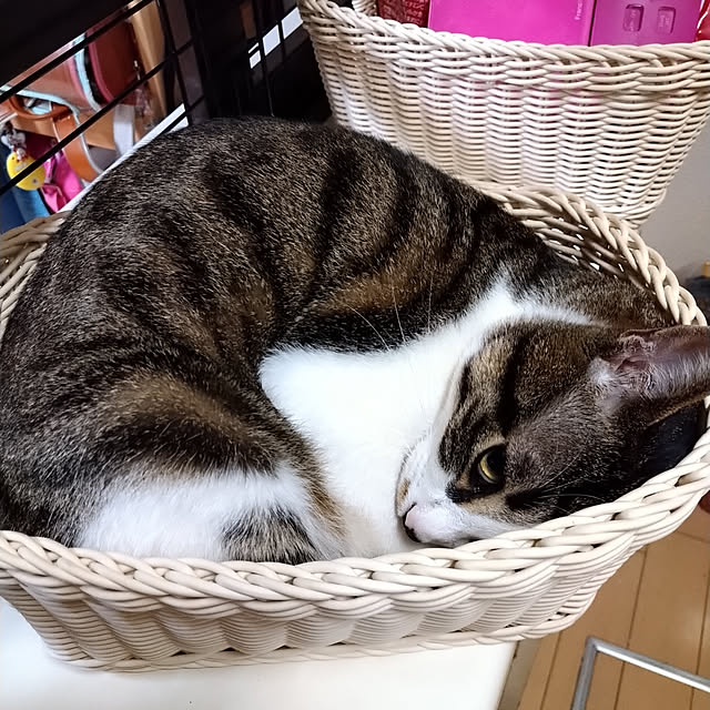 mariさんの実例写真