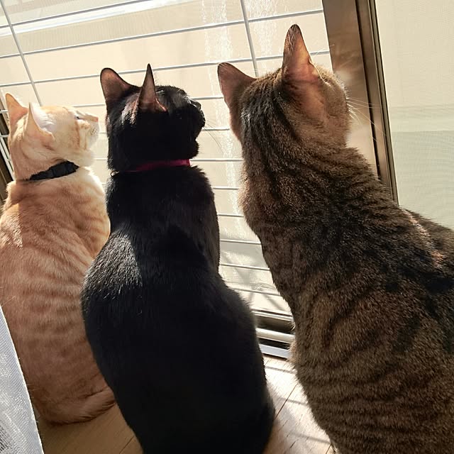 shiiiさんの実例写真