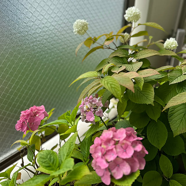 tomoさんの実例写真