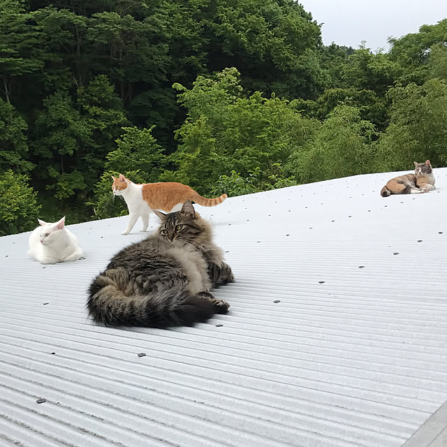 sakurasakuさんの実例写真