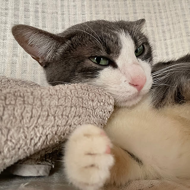 nekosamaさんの部屋