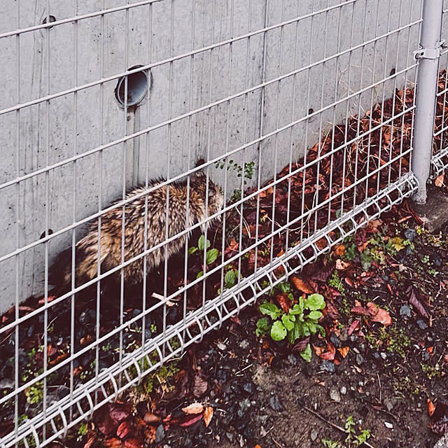 chacoさんの部屋