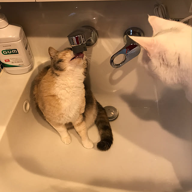 sakurasakuさんの実例写真