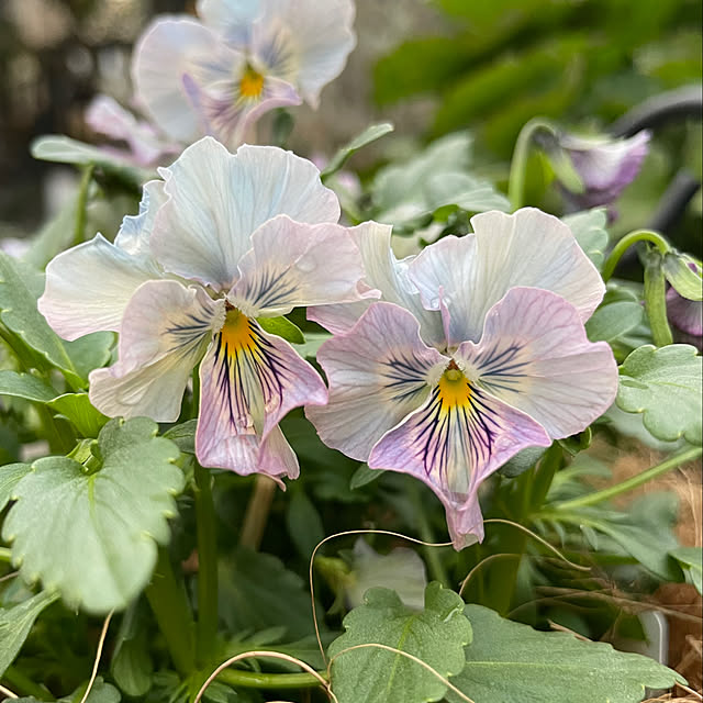 shiropenguinさんの部屋