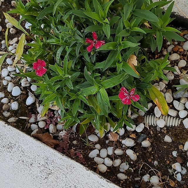 minnieさんの部屋