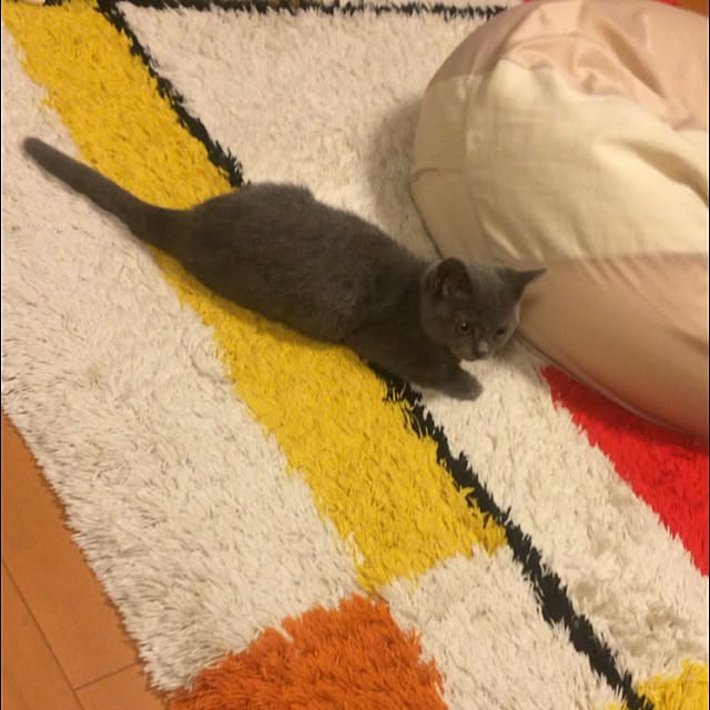 Shojiさんの実例写真