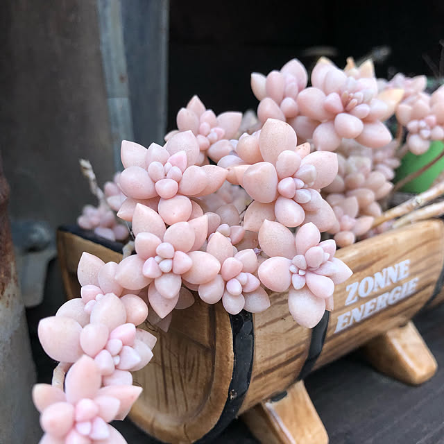 canmilmamaさんの実例写真