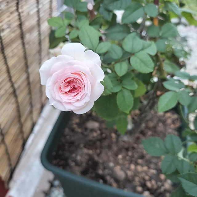apoさんの部屋