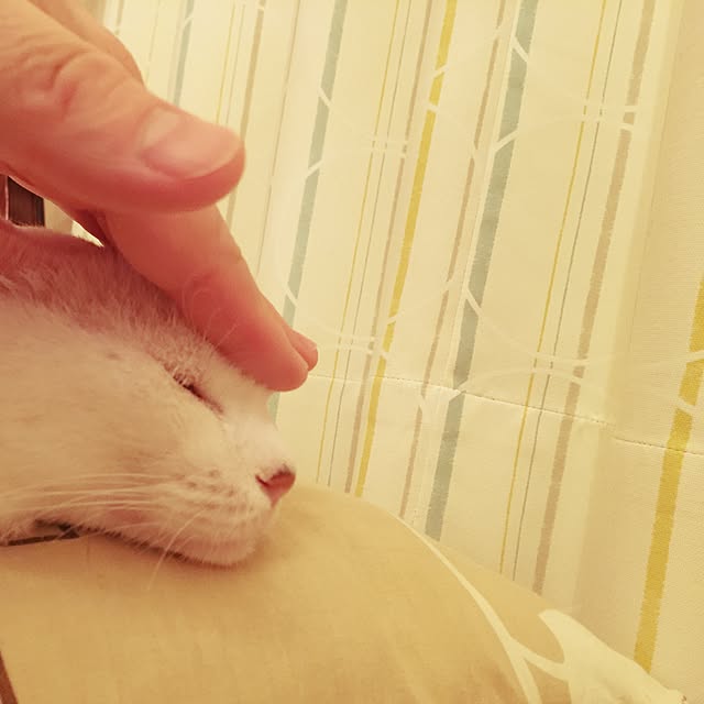 coedodecoさんの実例写真