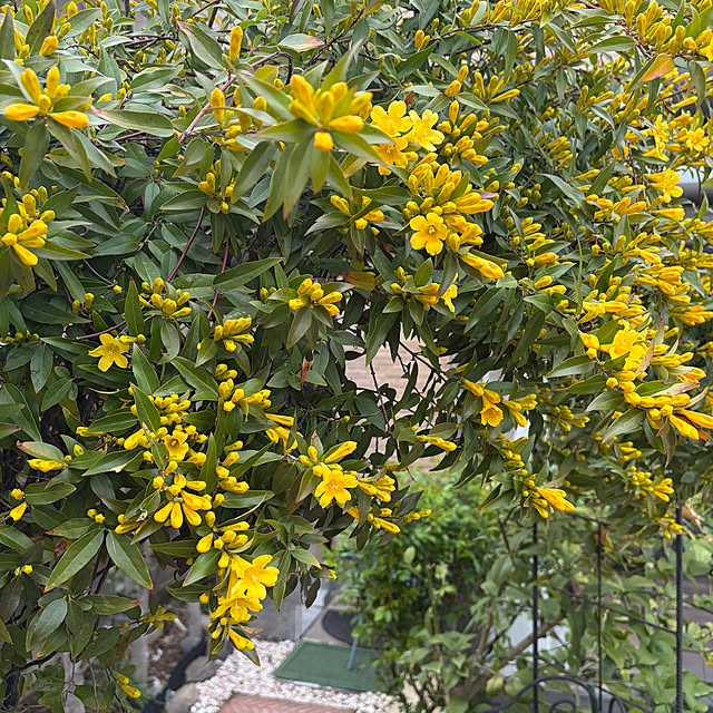 ronronさんの実例写真