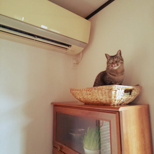komugiさんの実例写真