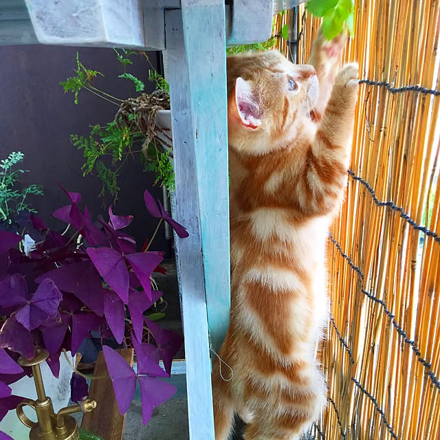 部屋全体のインテリア実例 - 2015-09-26 07:54:58
