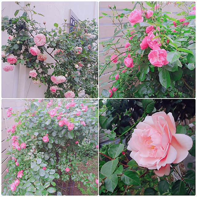 magnoliaさんの実例写真