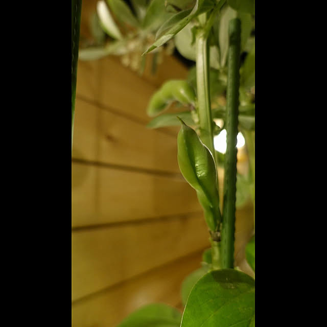 NKGardenさんの実例写真
