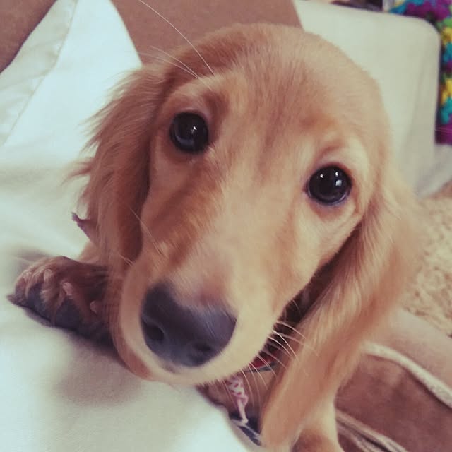 kanchanさんの実例写真