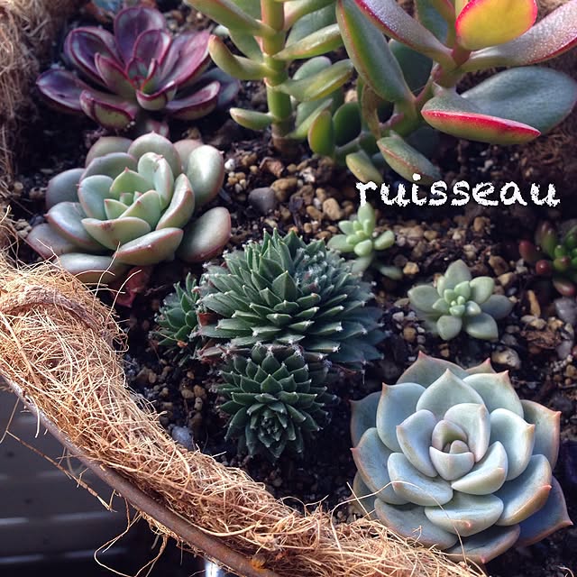 ruisseauさんの実例写真