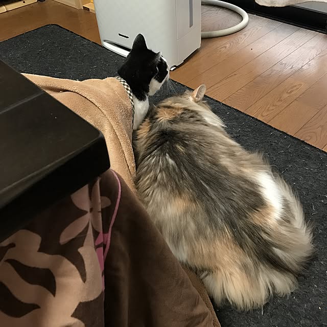 momongaさんの実例写真