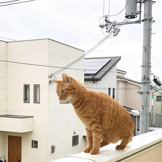 youkoさんの実例写真