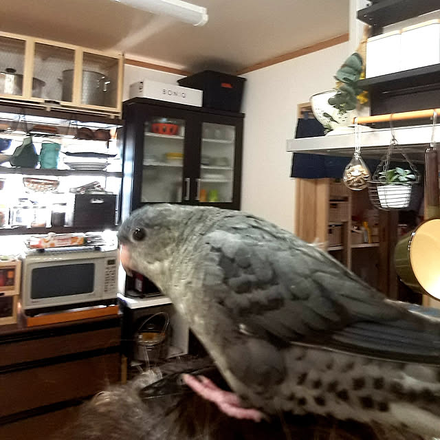 kazuraさんの実例写真