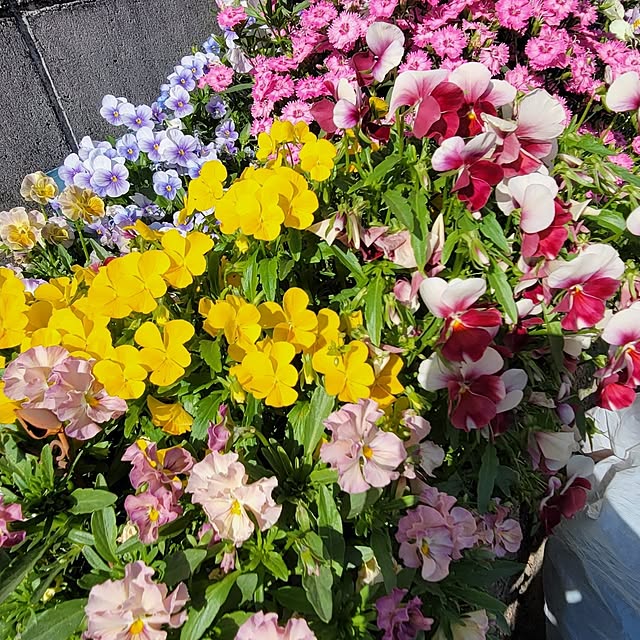 natyenaoさんの実例写真
