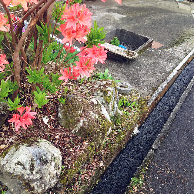 aoinokimiさんの実例写真