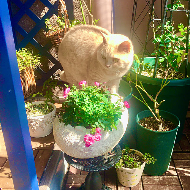 naokoさんの実例写真