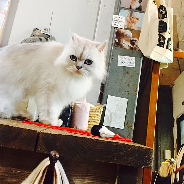 butachanさんの実例写真
