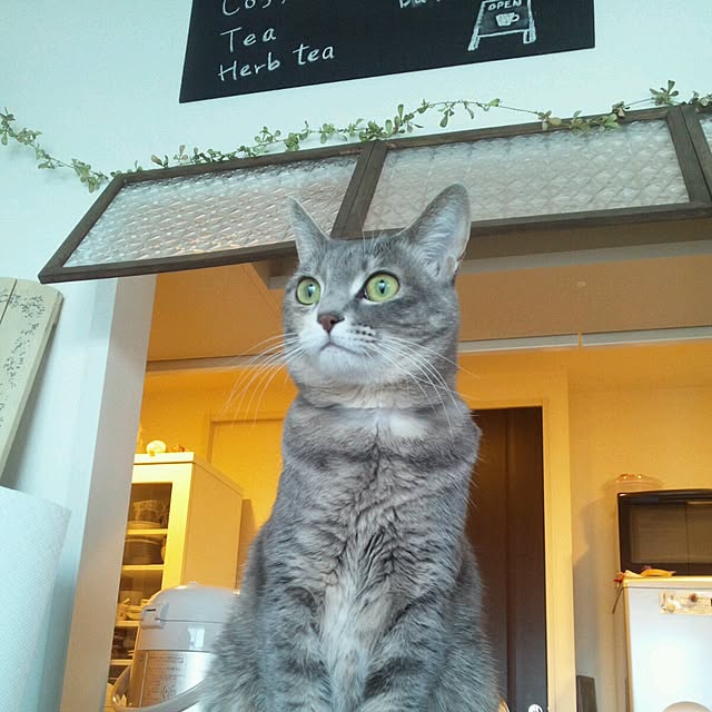momijiさんの実例写真