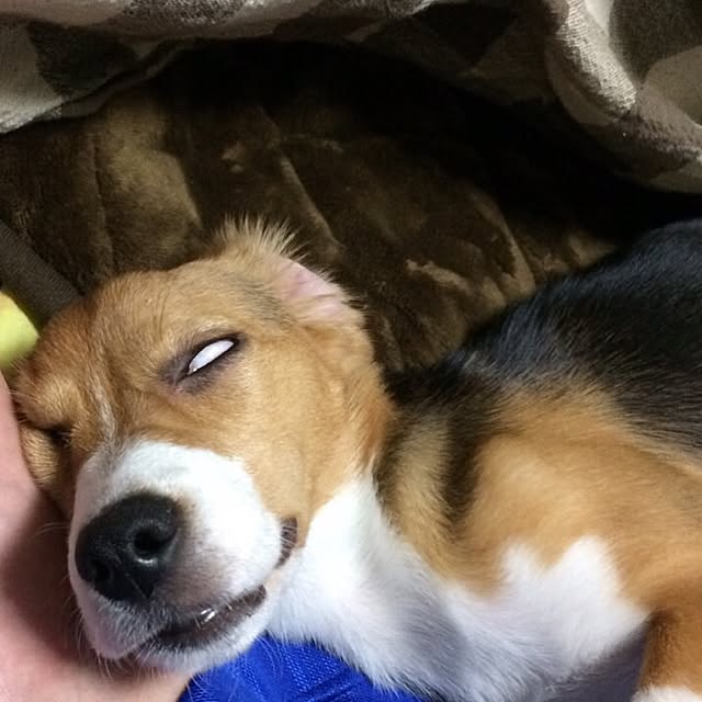 lovekuma_emilyさんの実例写真
