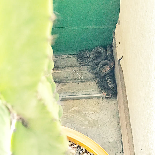 kariruさんの実例写真