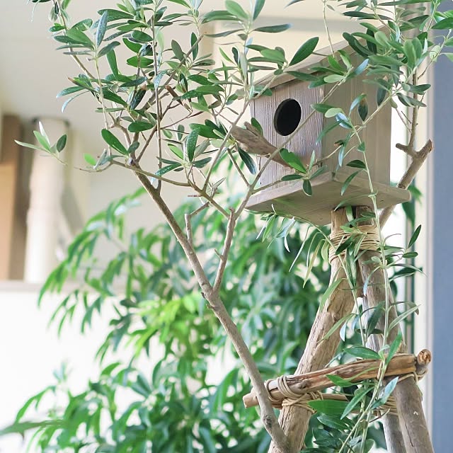 piyohopさんの実例写真